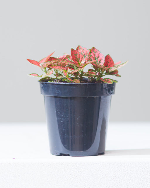 Red Polka Dot Plant: Hypoestes phyllostachya - 4 inch pot