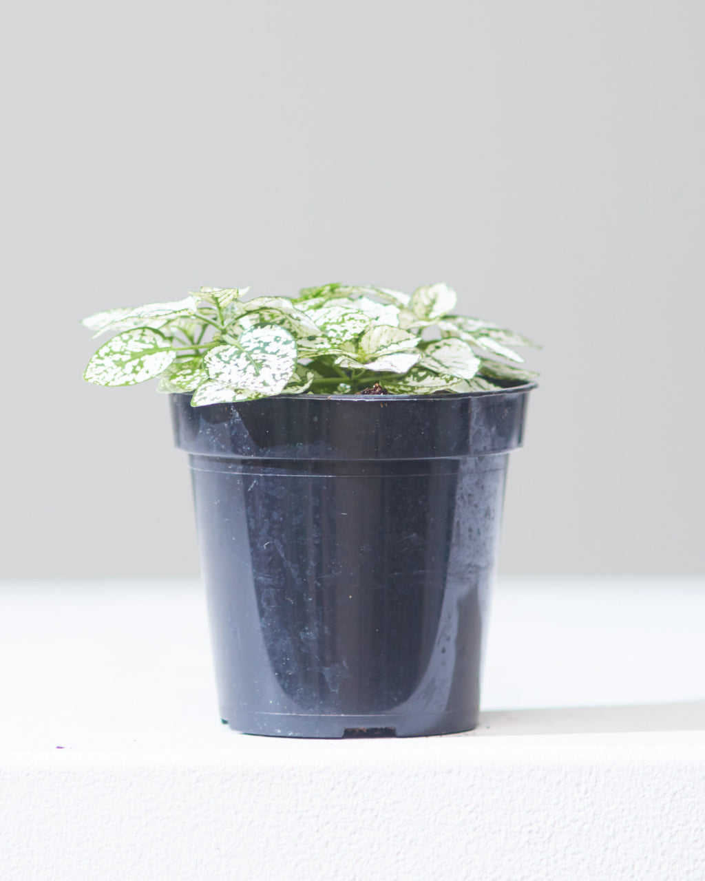 White Polka Dot Plant: Hypoestes phyllostachya - 4 inch pot