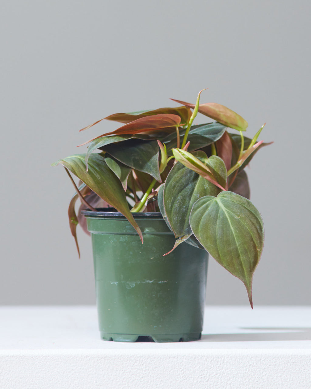 Velvet Leaf: Philodendron micans - 4 inch pot
