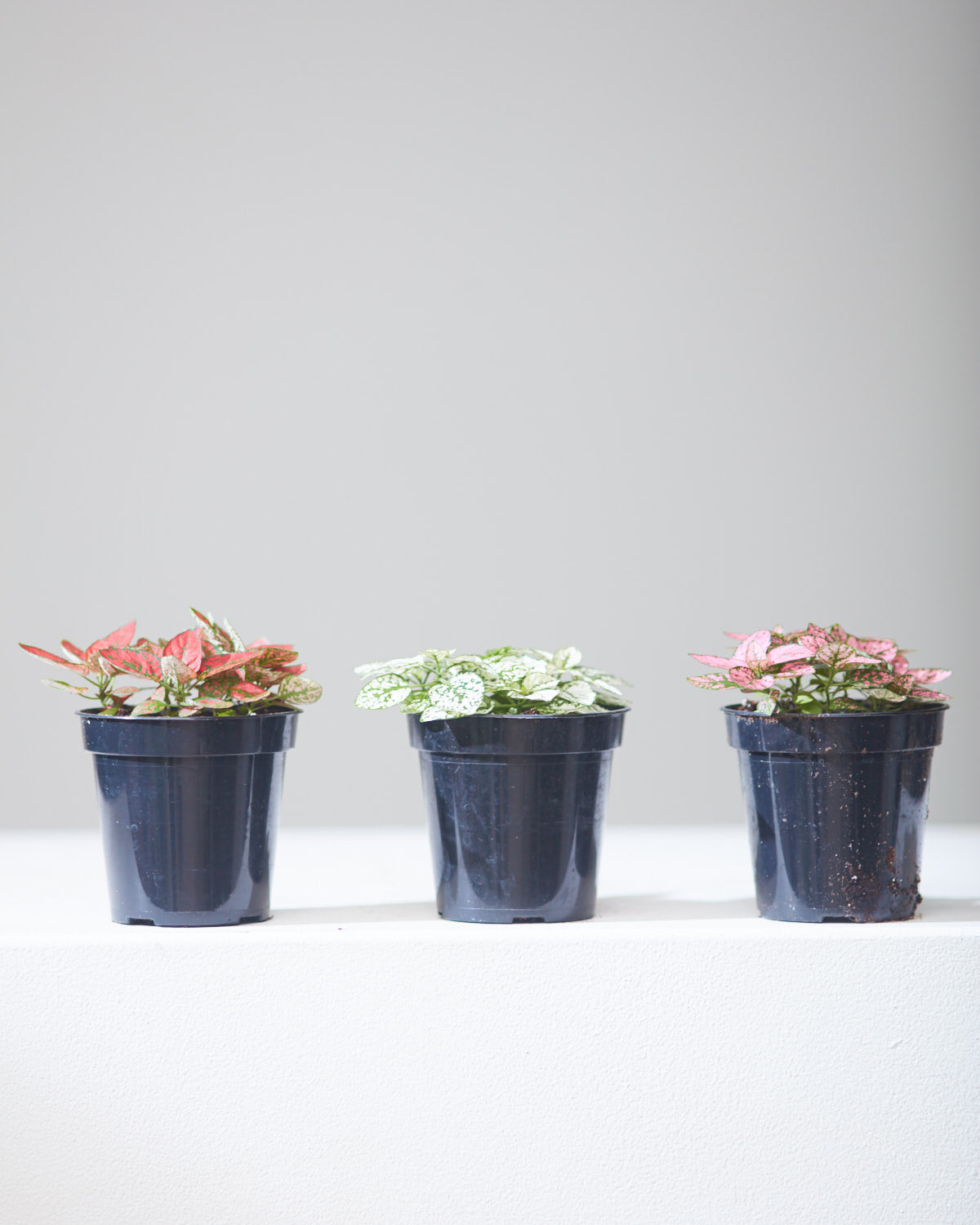 White Polka Dot Plant: Hypoestes phyllostachya - 4 inch pot