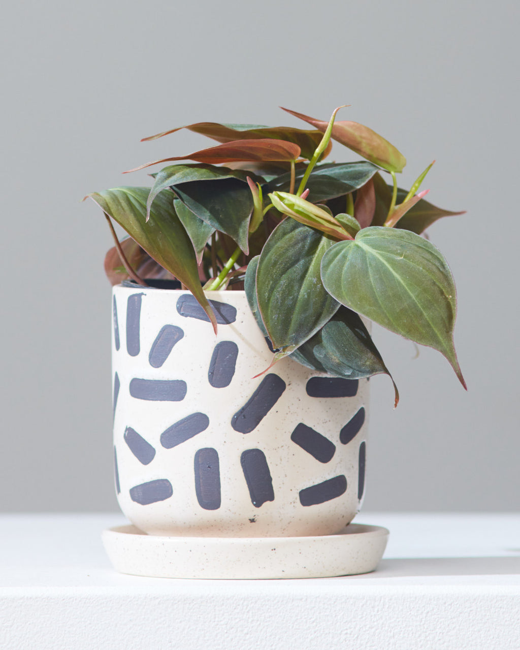 Velvet Leaf: Philodendron micans - 4 inch pot