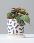 Velvet Leaf: Philodendron micans - 4 inch pot