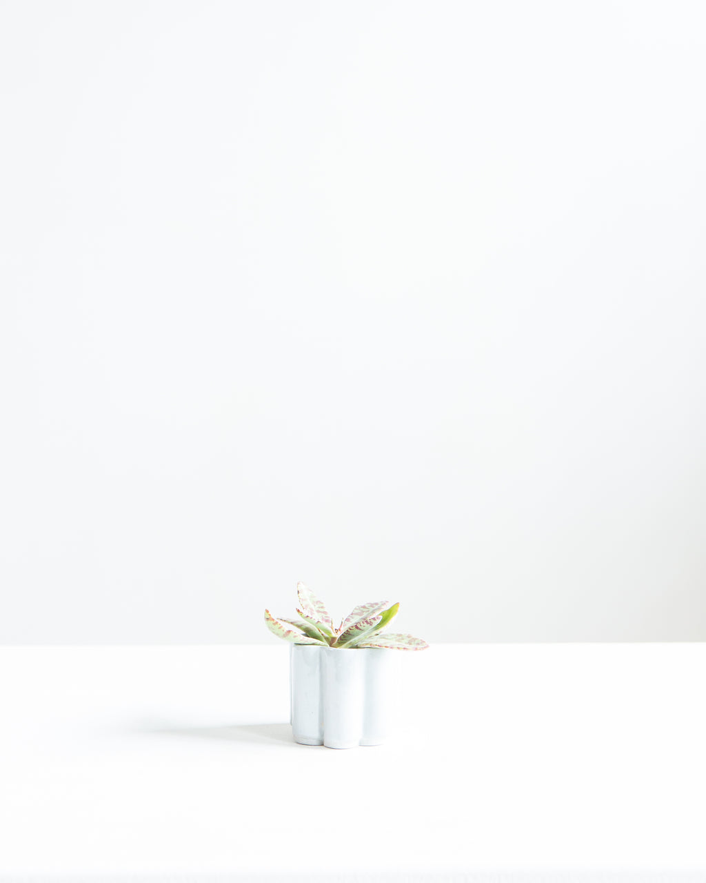 HIGH NOON ARTIST EDITION PLANTER - BABY, Small 2 Inch