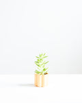 HIGH NOON ARTIST EDITION PLANTER - TANGERINE, Small 2 Inch