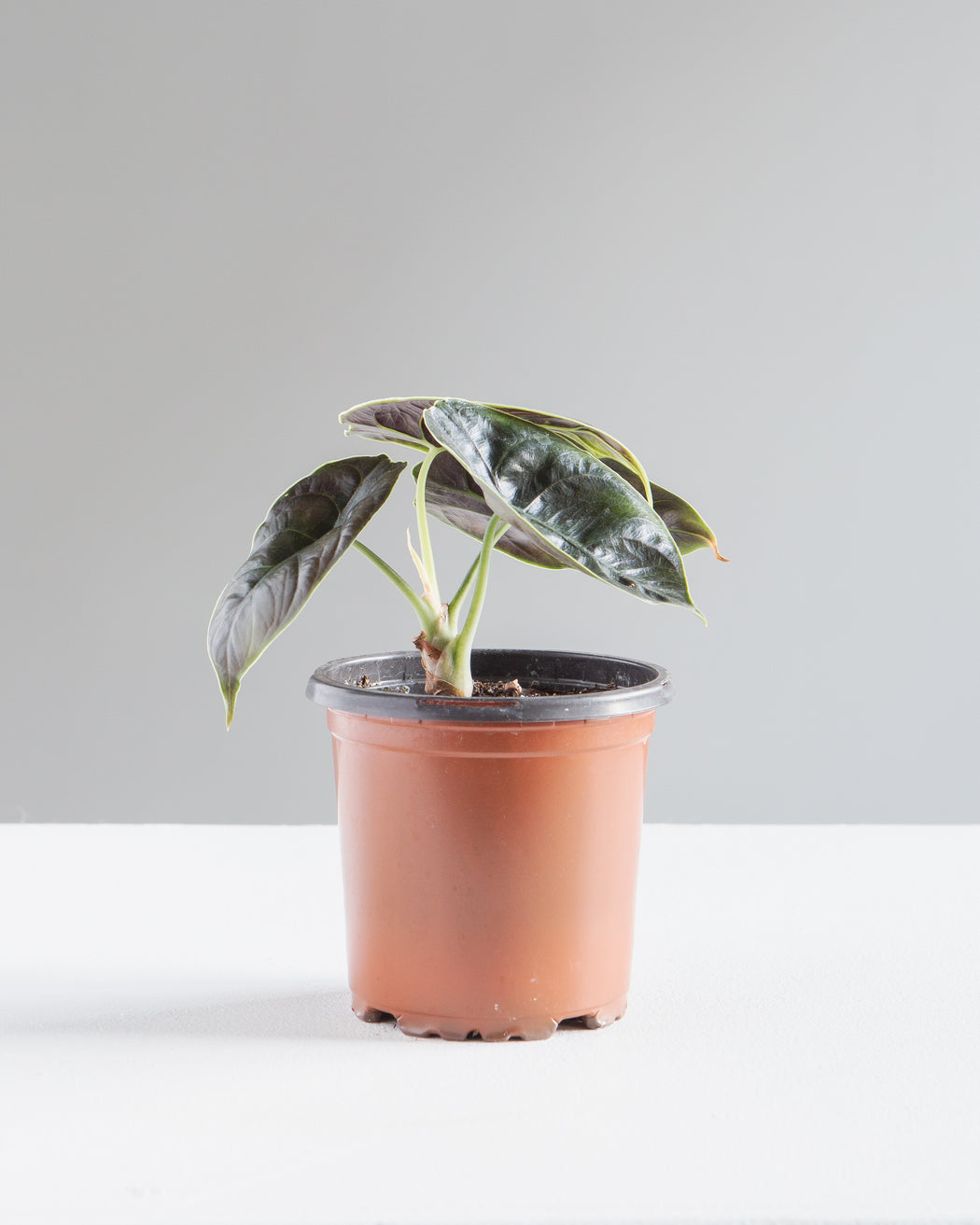 Red Mambo Elephant Ear: Alocasia 'Red Azlanii' - 4 inch pot
