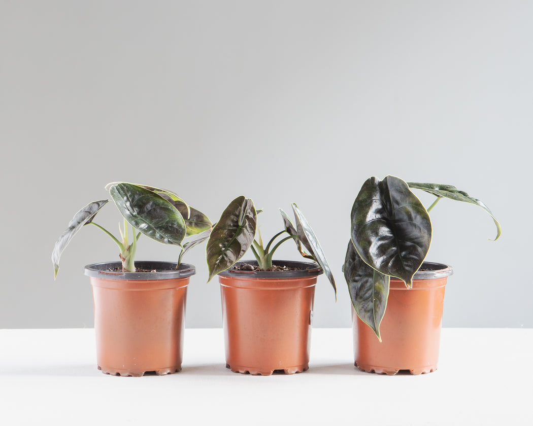 Red Mambo Elephant Ear: Alocasia 'Red Azlanii' - 4 inch pot