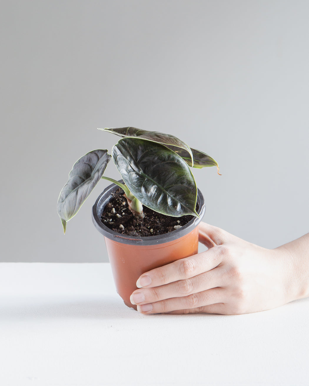 Red Mambo Elephant Ear: Alocasia 'Red Azlanii' - 4 inch pot