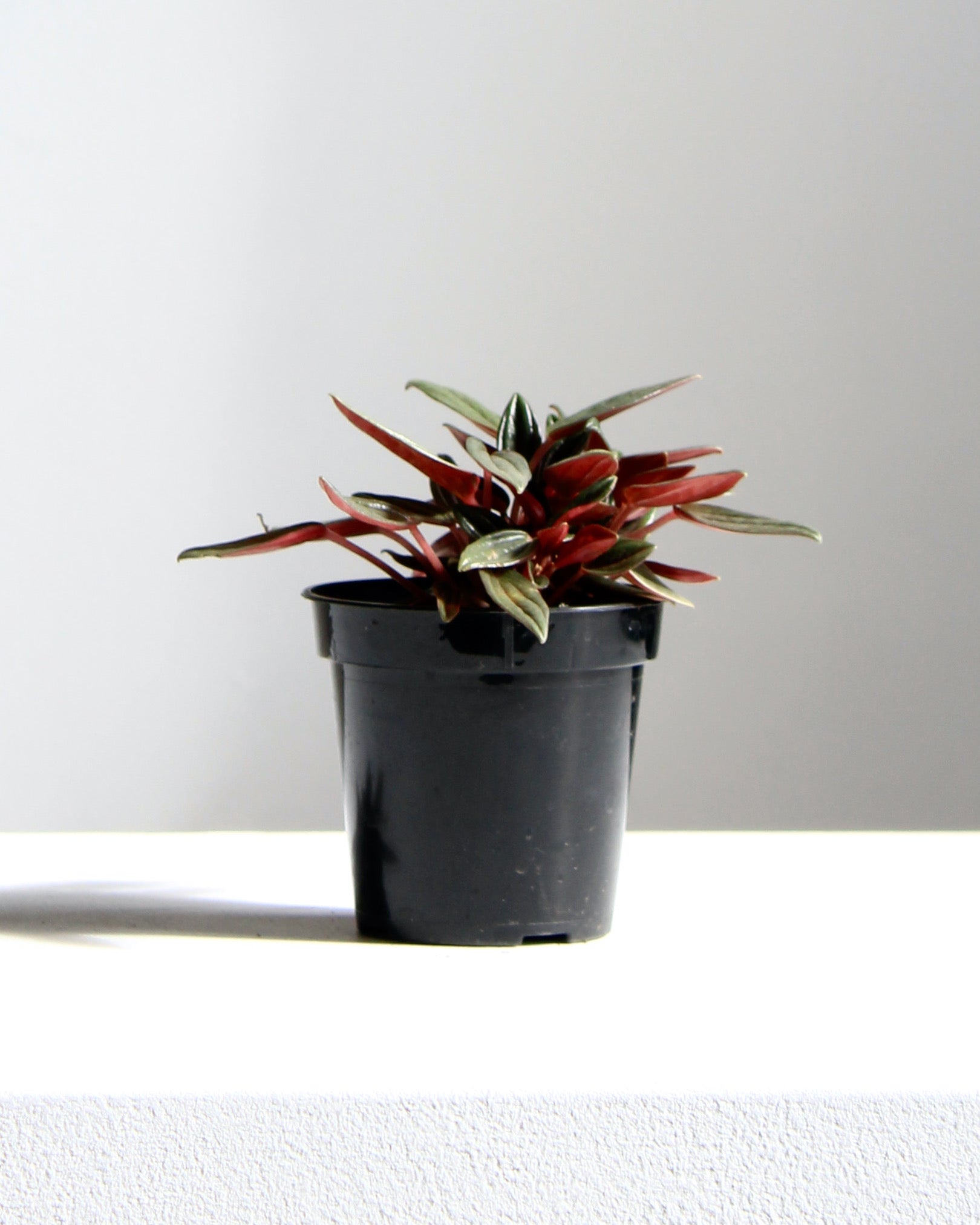 PEPEROMIA ‘ROSSO’ 3.5" Grower Pot