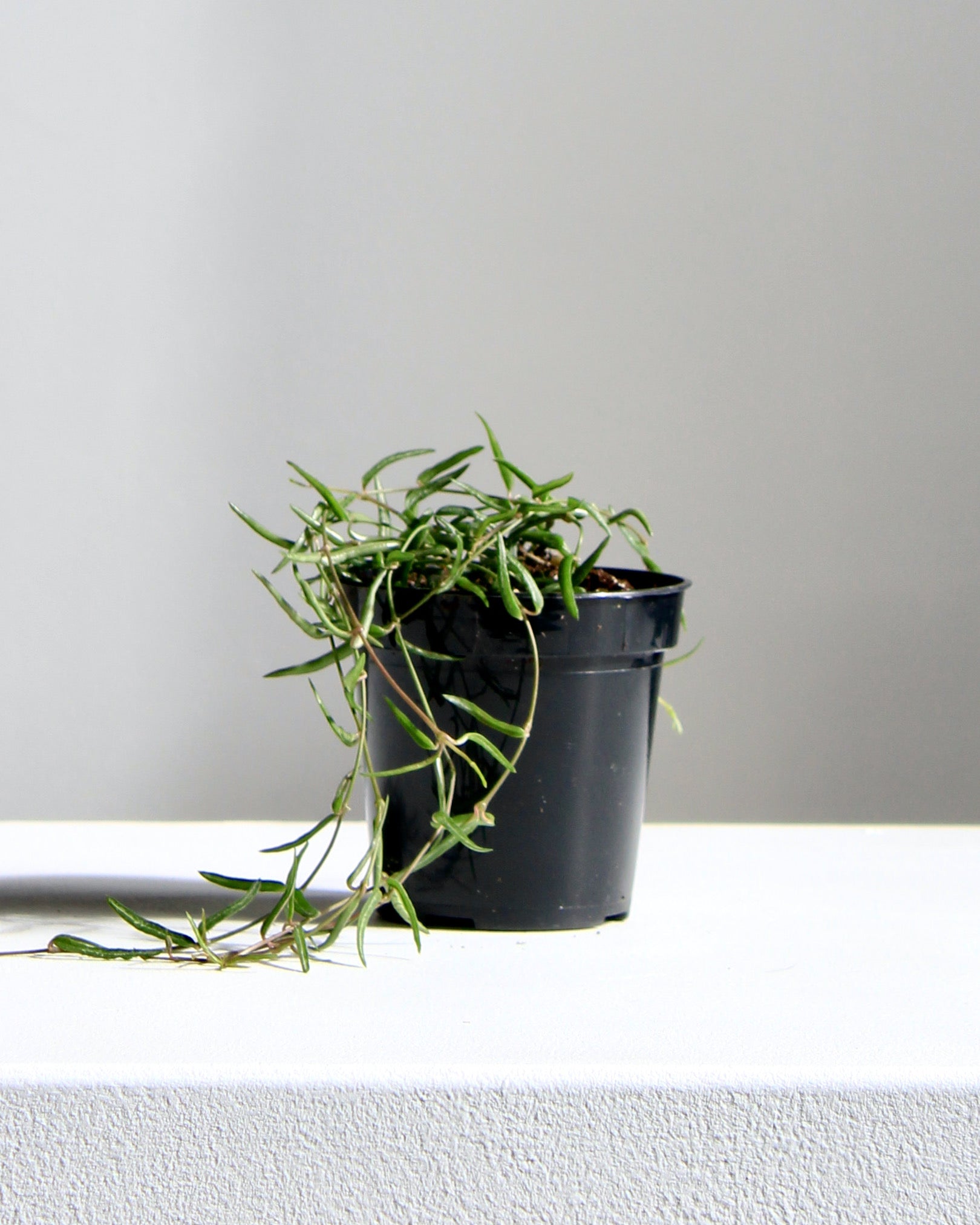 STRING OF NEEDLES 3.5" Grower Pot