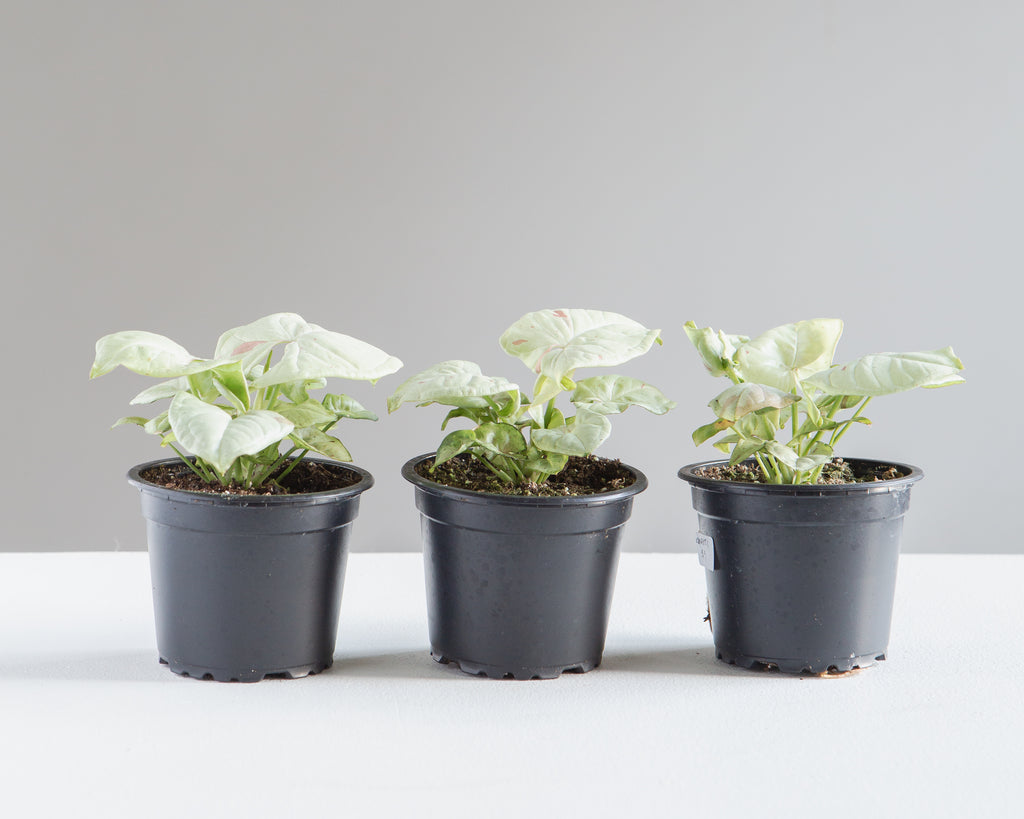 Milk Confetti Arrowhead Plant: Syngonium podophyllum - 4 inch pot