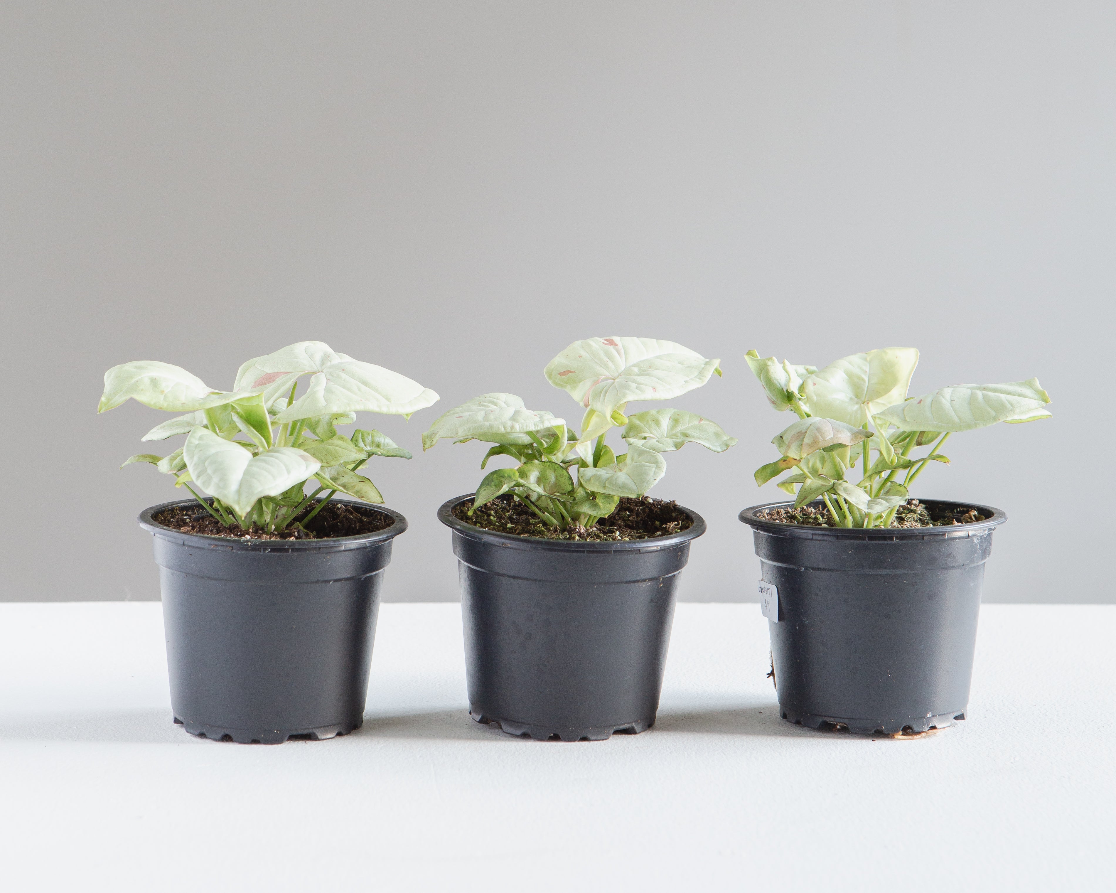 Milk Confetti Arrowhead Plant: Syngonium podophyllum - 4 inch pot