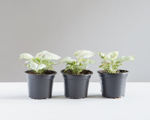 Milk Confetti Arrowhead Plant: Syngonium podophyllum - 4 inch pot