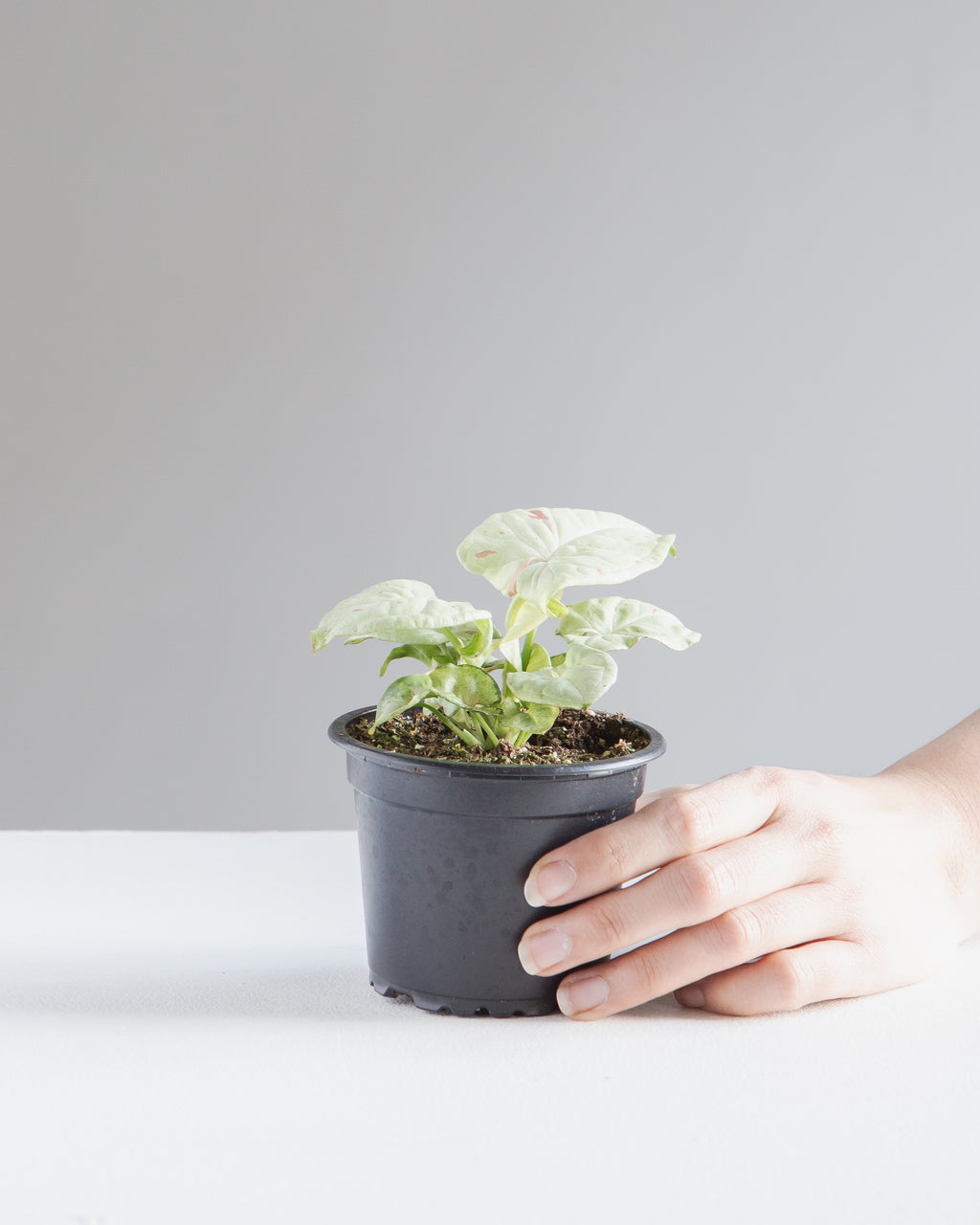 Milk Confetti Arrowhead Plant: Syngonium podophyllum - 4 inch pot