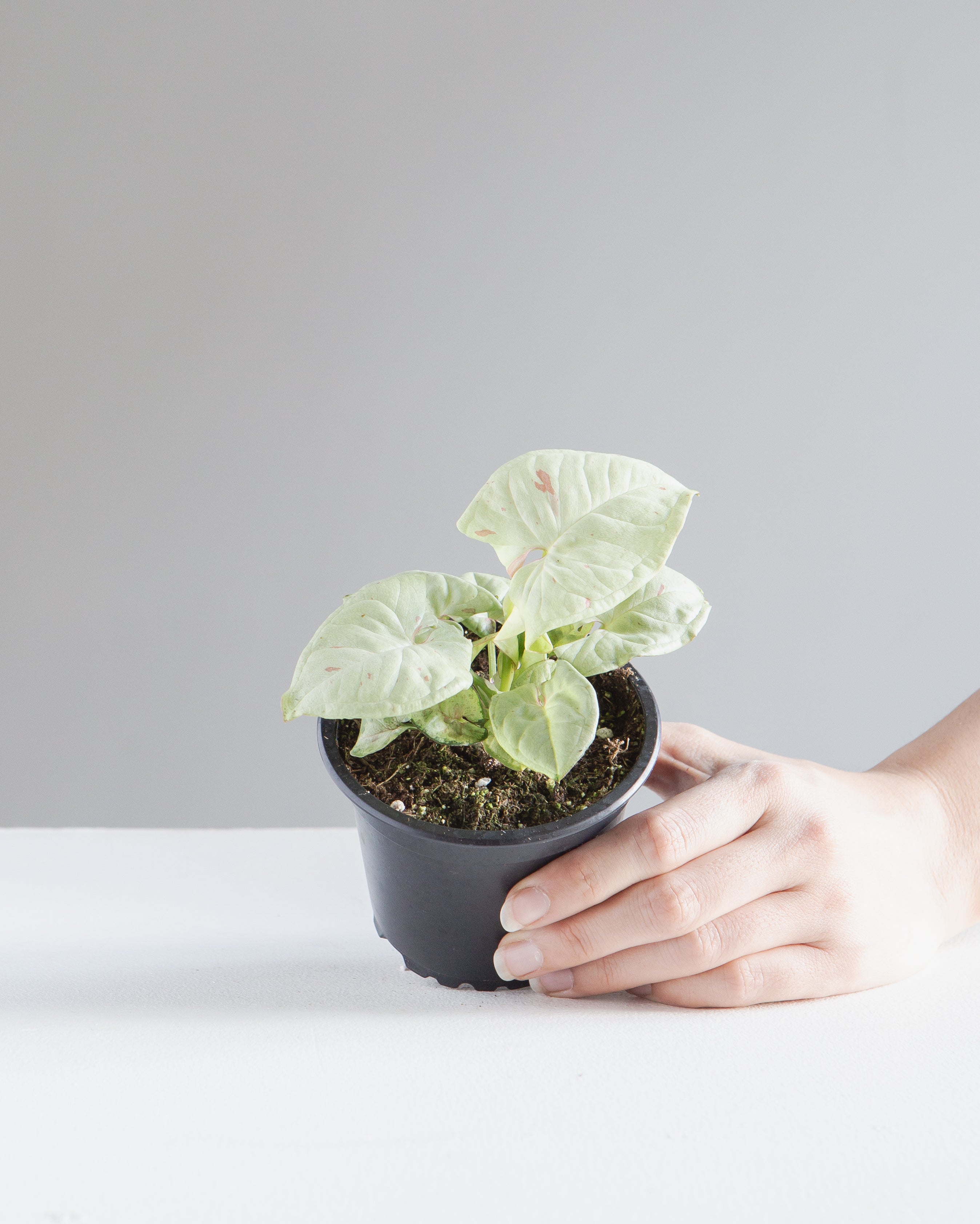 Milk Confetti Arrowhead Plant: Syngonium podophyllum - 4 inch pot