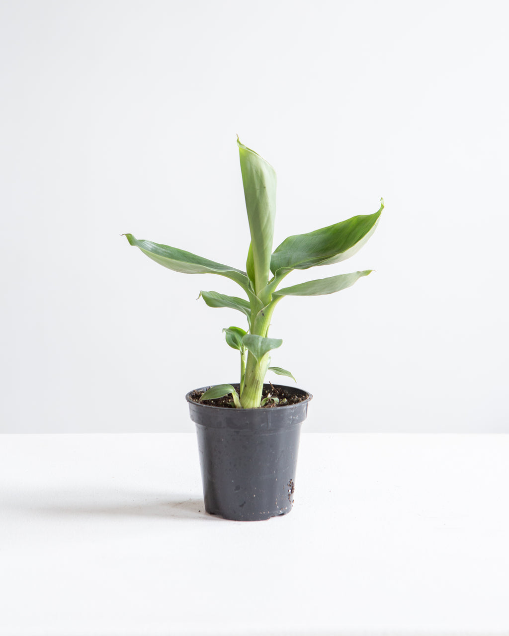 BANANA PLANT MUSA 3.5" Grower Pot