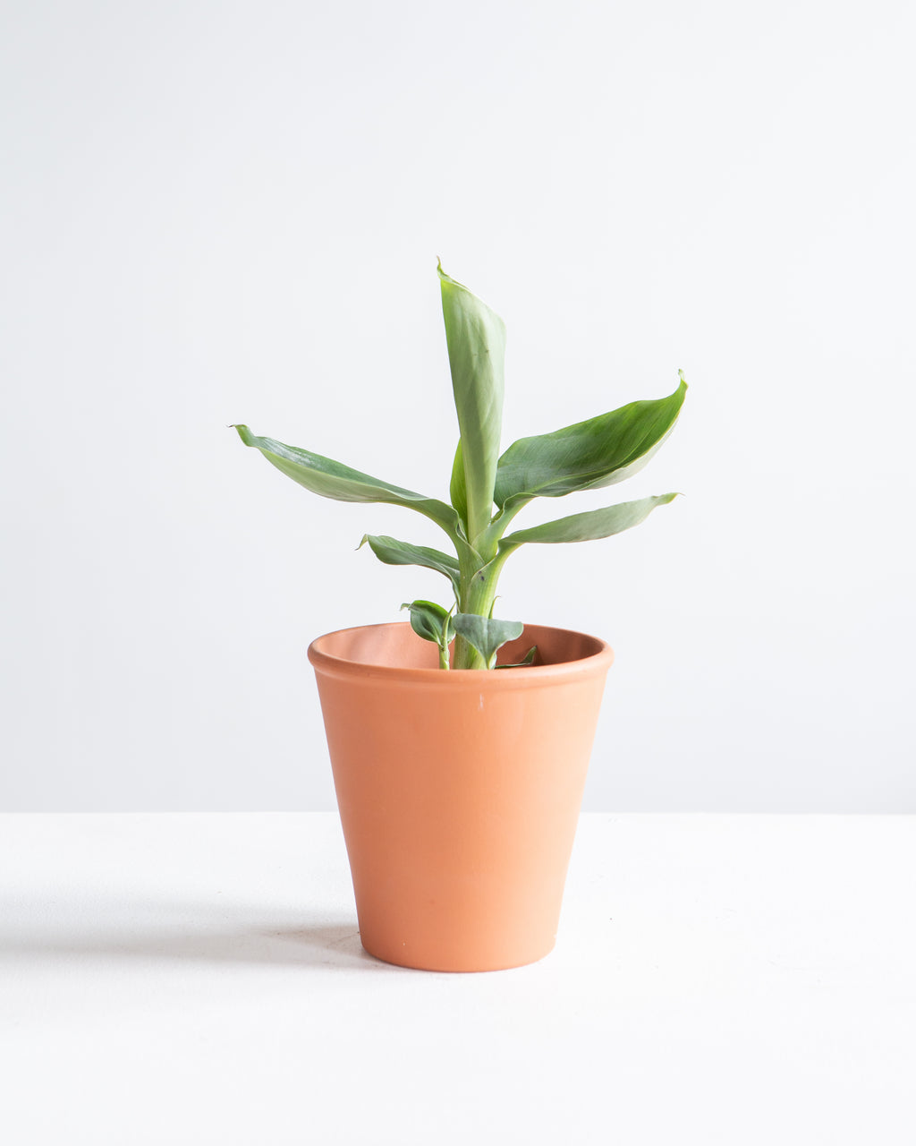 BANANA PLANT MUSA 3.5" Grower Pot