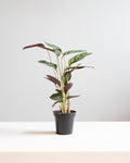 CALATHEA 'SETOSA' 3.5" Grower Pot