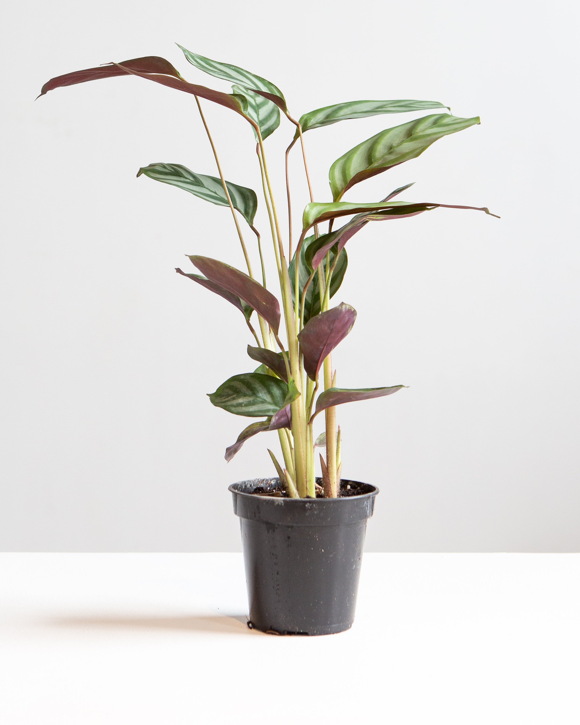 CALATHEA 'SETOSA' 3.5" Grower Pot