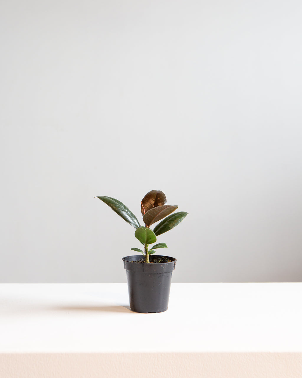 FICUS RUBBER MELANY 3.5" Grower Pot