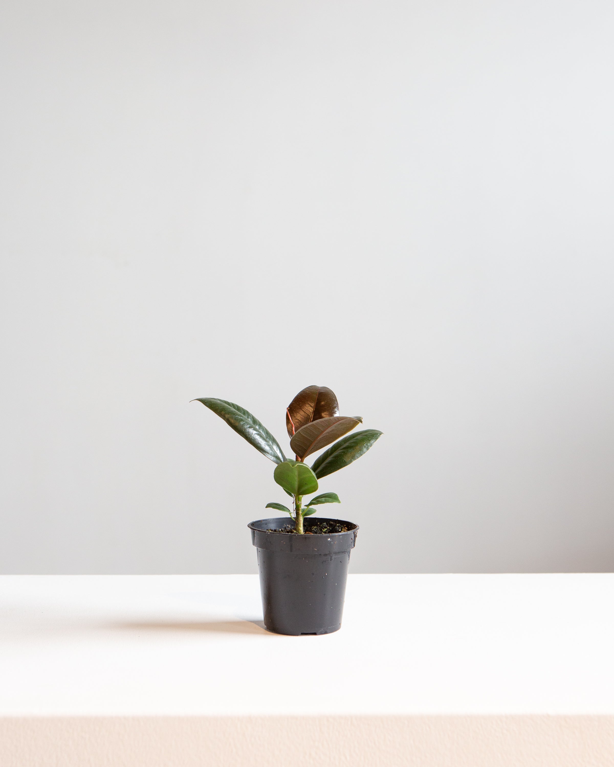 FICUS RUBBER MELANY 3.5" Grower Pot