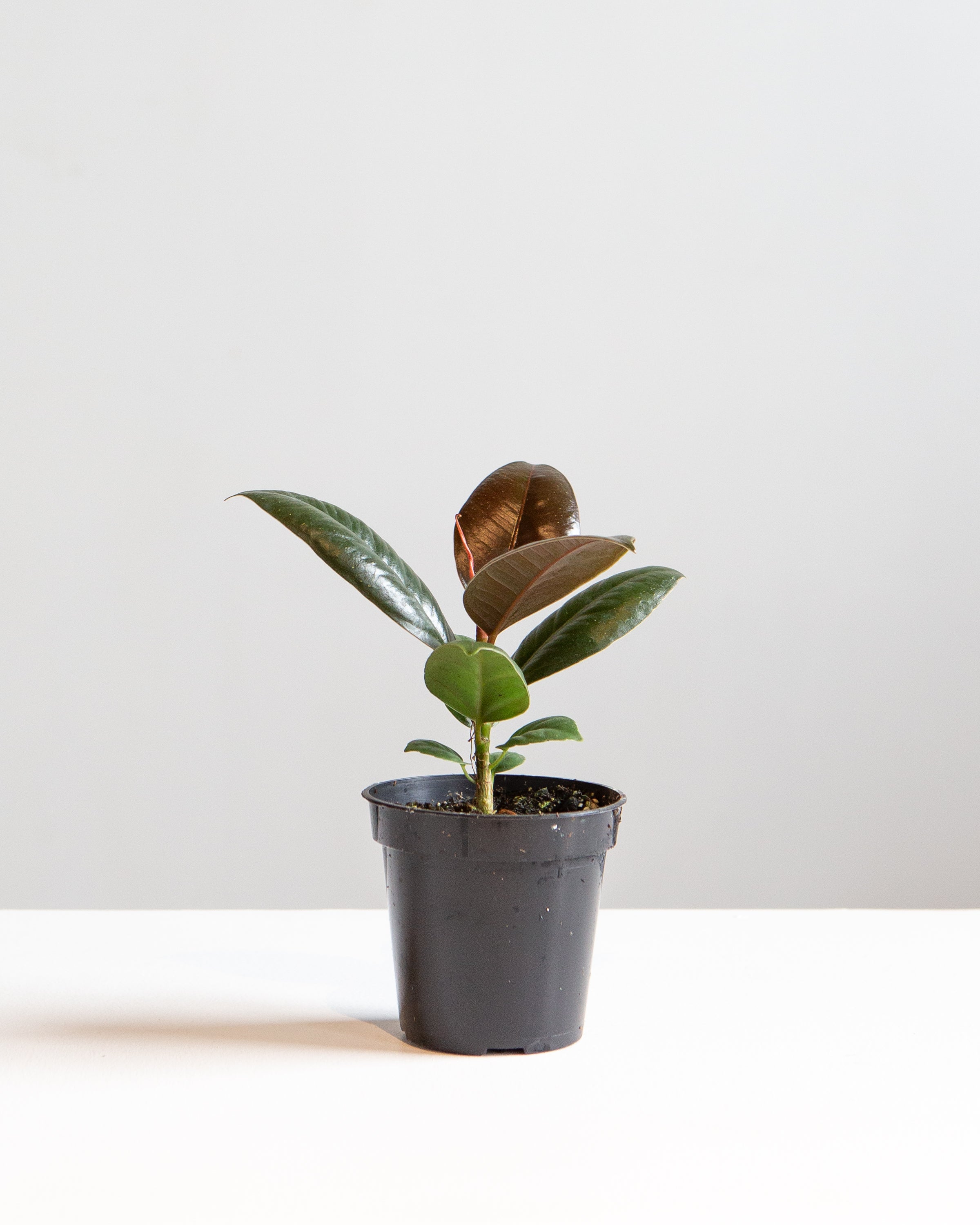 FICUS RUBBER MELANY 3.5" Grower Pot