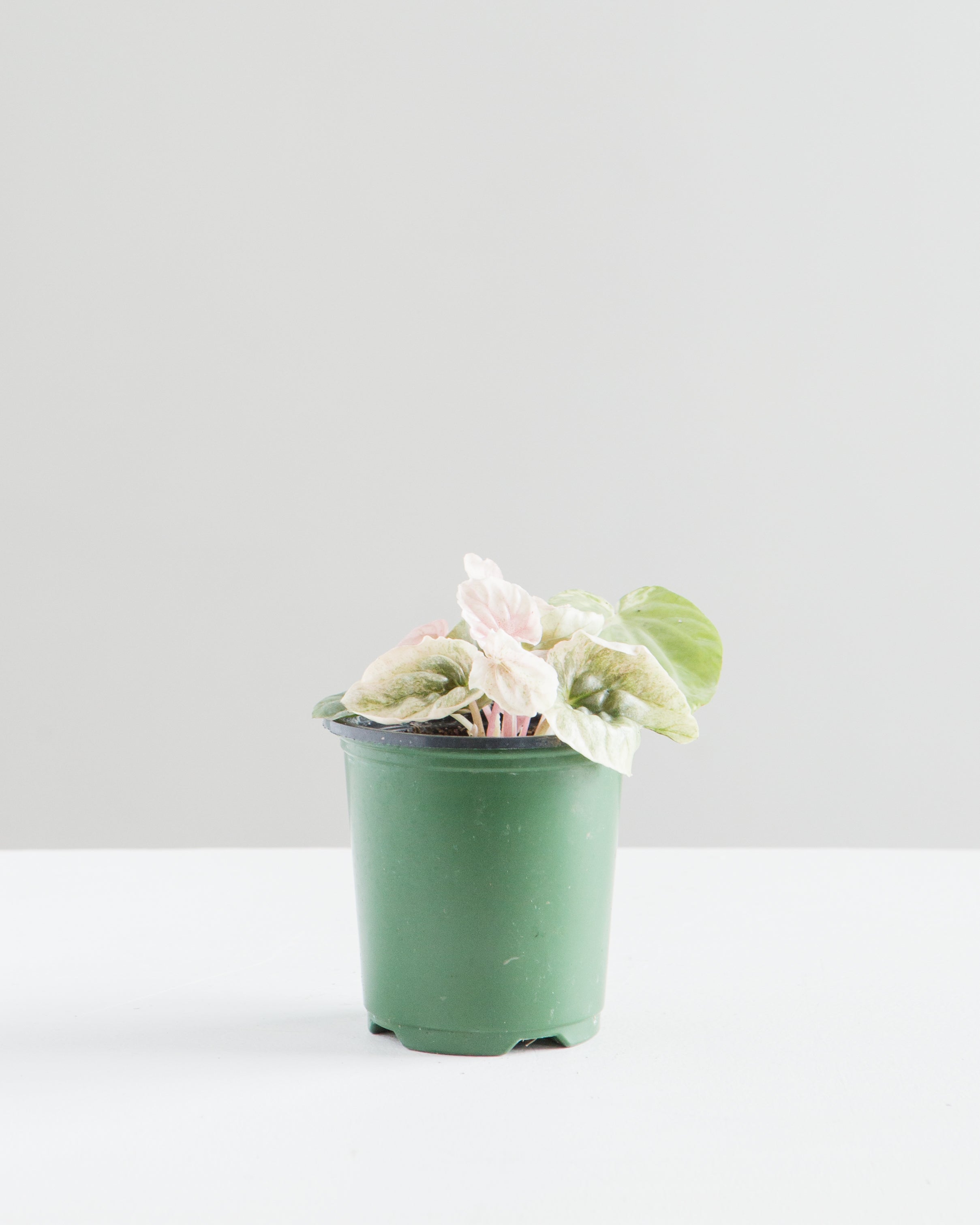 PEPEROMIA 'PINK LADY' 3.5" Grower Pot