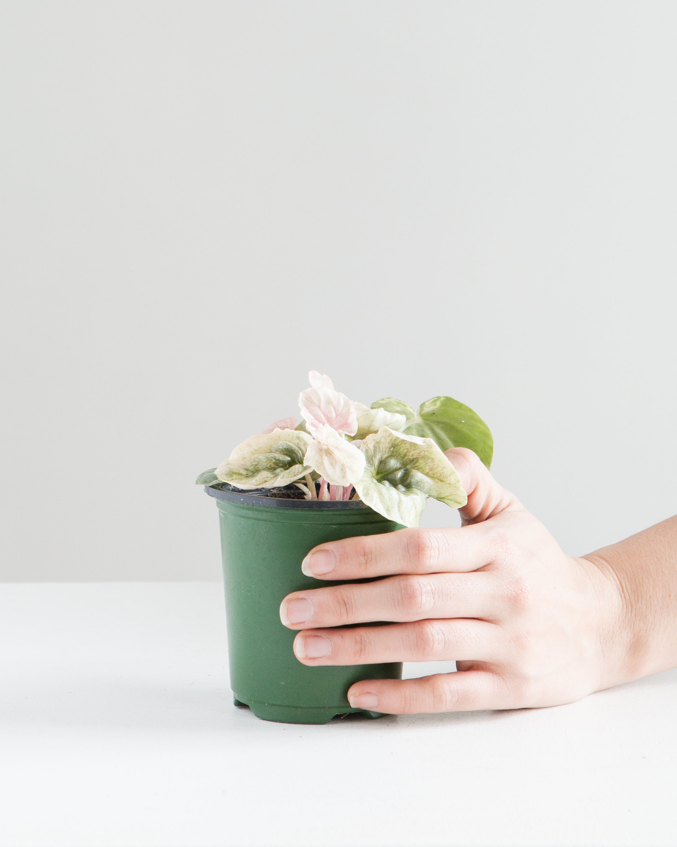 PEPEROMIA 'PINK LADY' 3.5" Grower Pot