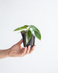Florida Green: Philodendron - 4 inch pot