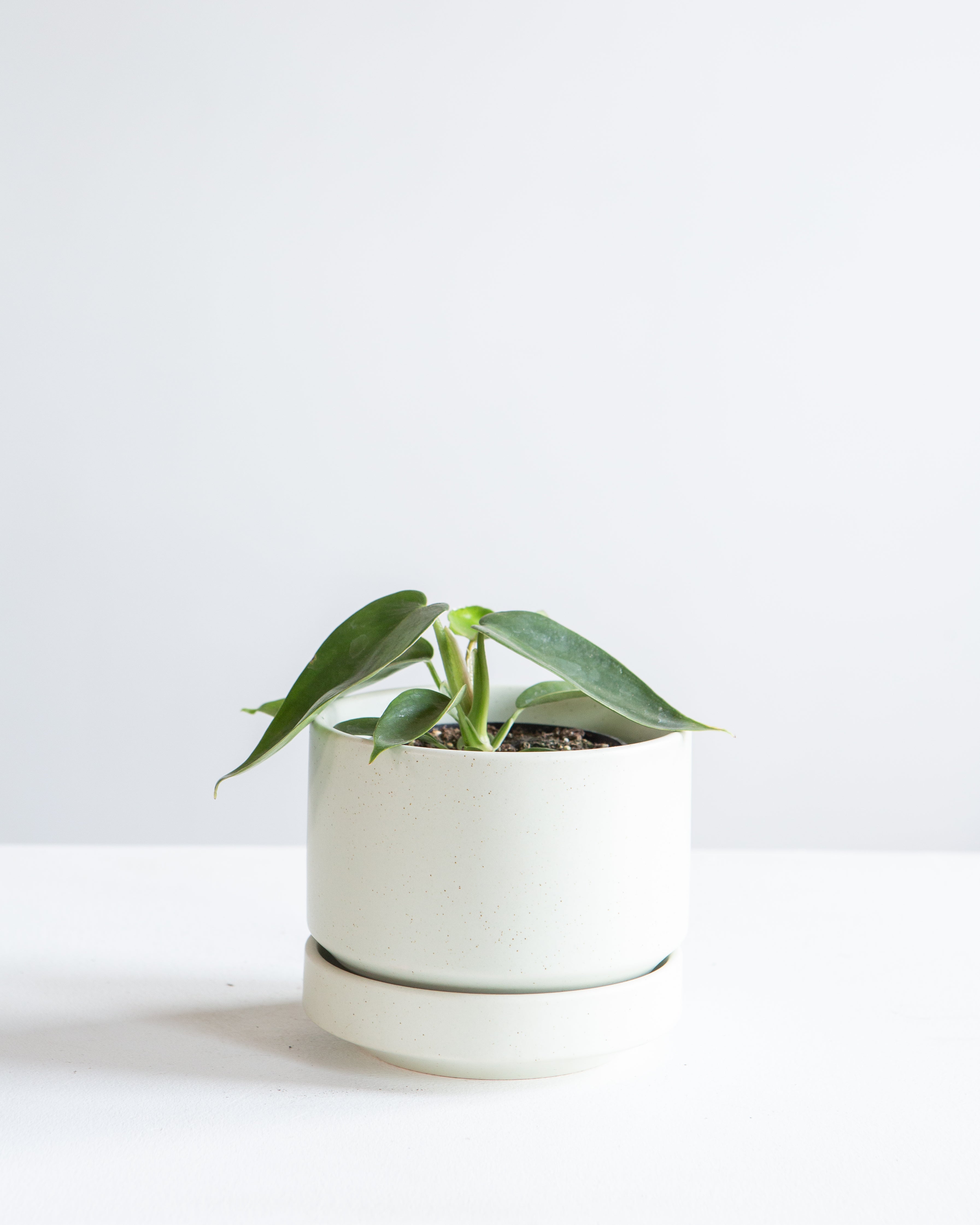 Florida Green: Philodendron - 4 inch pot