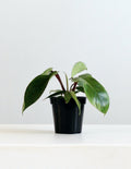 Hairy Philodendron: Philodendron squamiferum - 4 inch pot