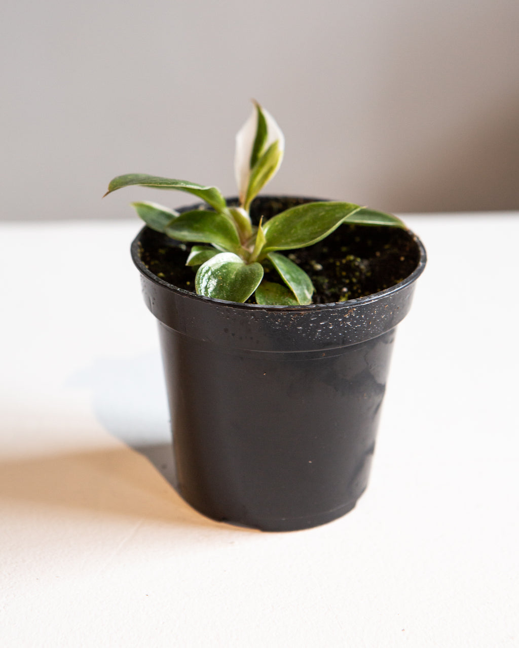 White Knight: Philodendron sp. - 4 inch pot