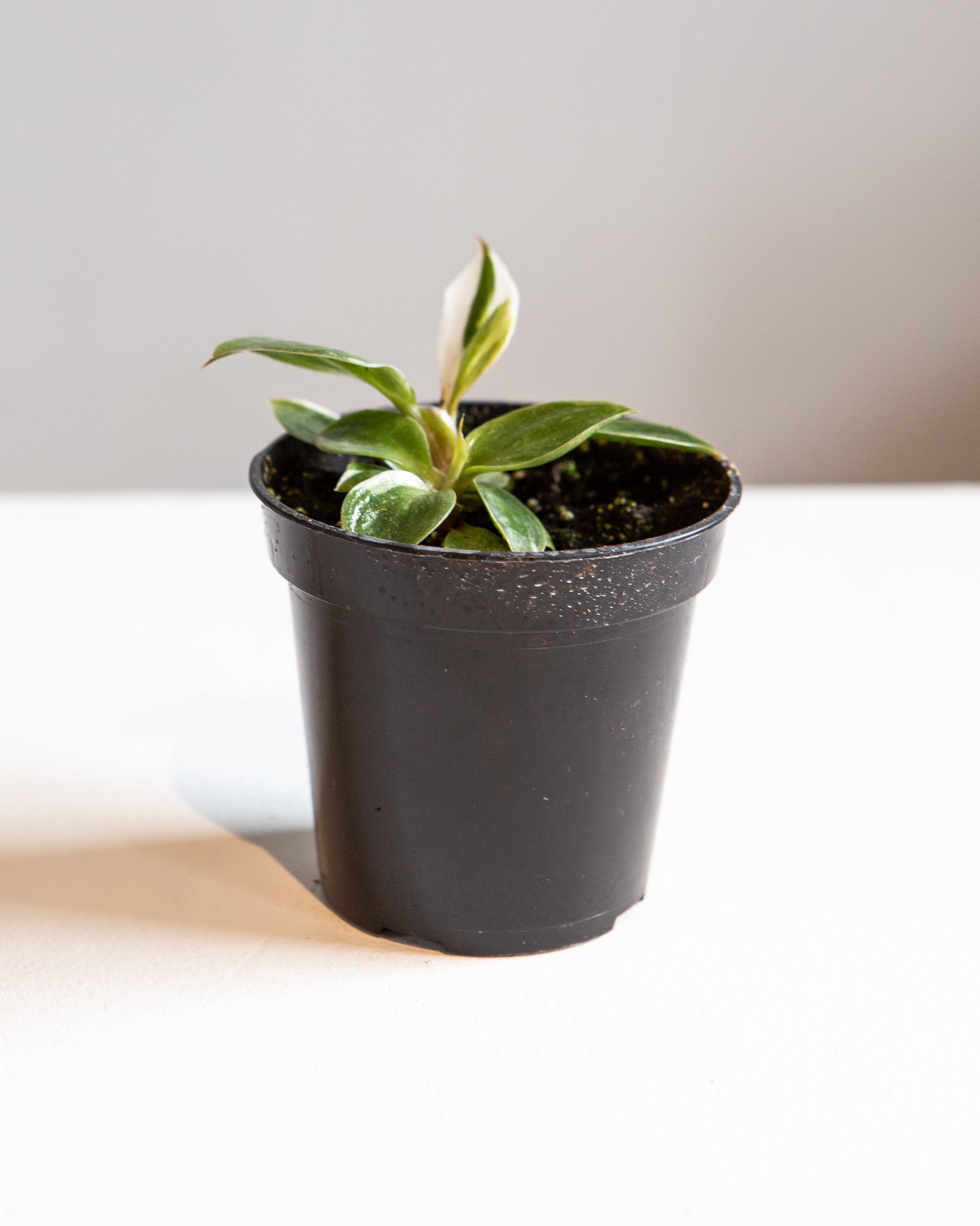 White Knight: Philodendron sp. - 4 inch pot