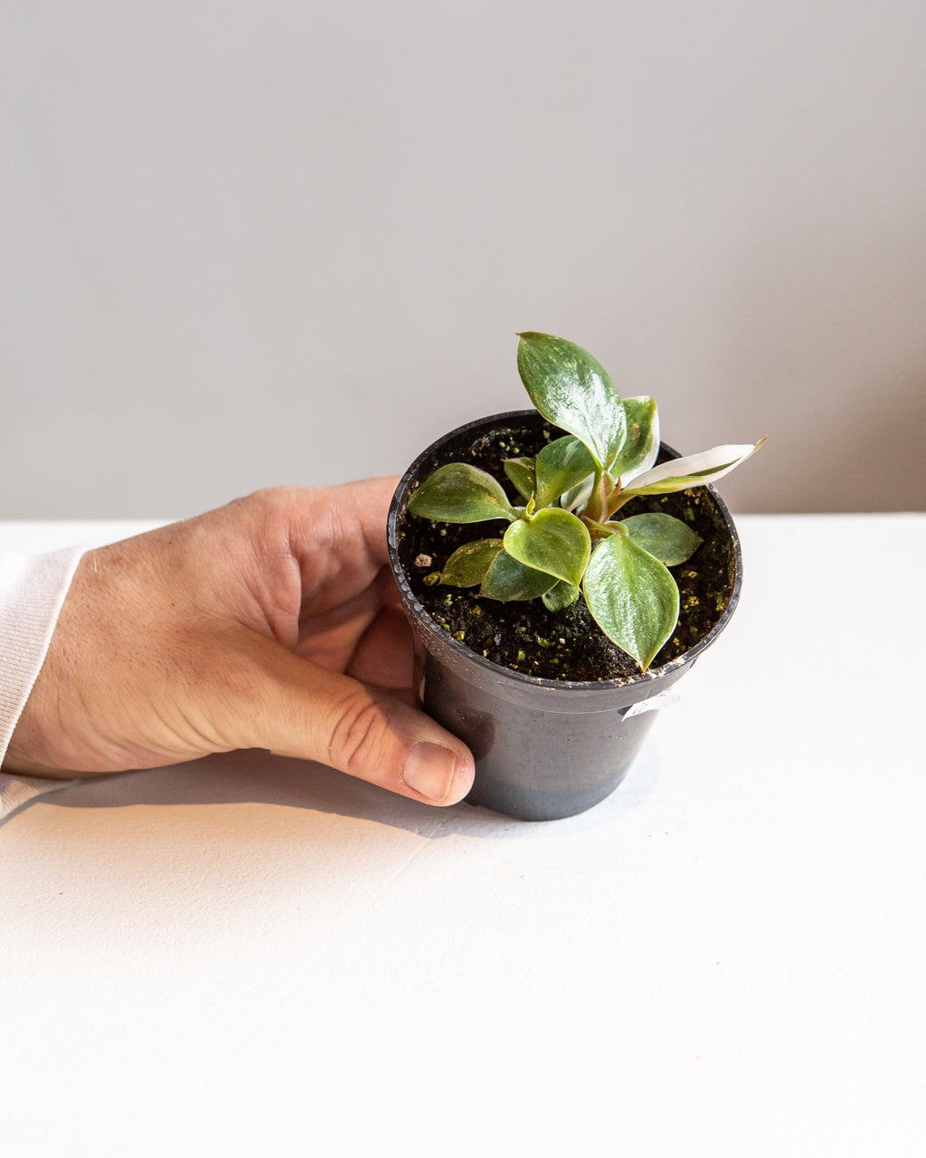 White Knight: Philodendron sp. - 4 inch pot