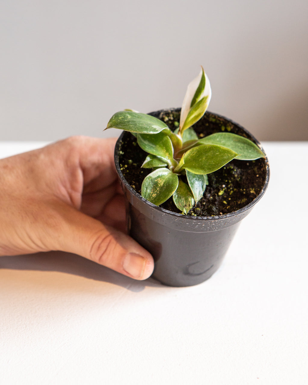 White Knight: Philodendron sp. - 4 inch pot