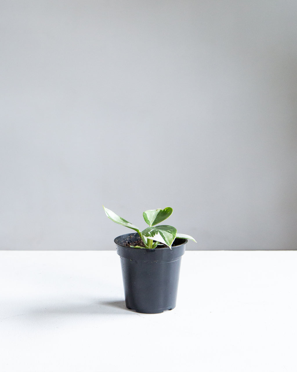 White Wizard: Philodendron erubescens - 4 inch pot