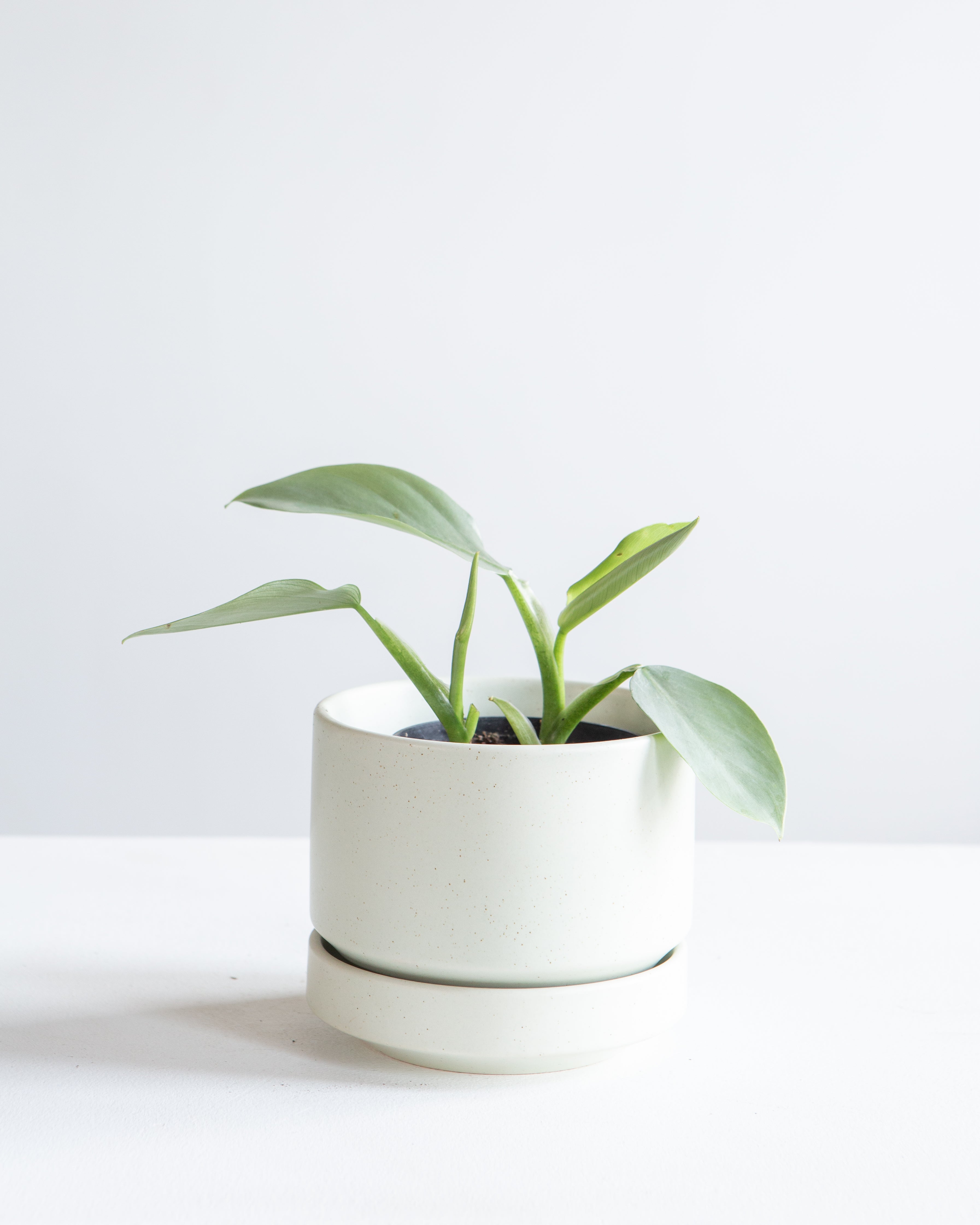 Silver Sword: Philodendron hastatum - 4 inch pot