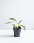 Silver Sword: Philodendron hastatum - 4 inch pot