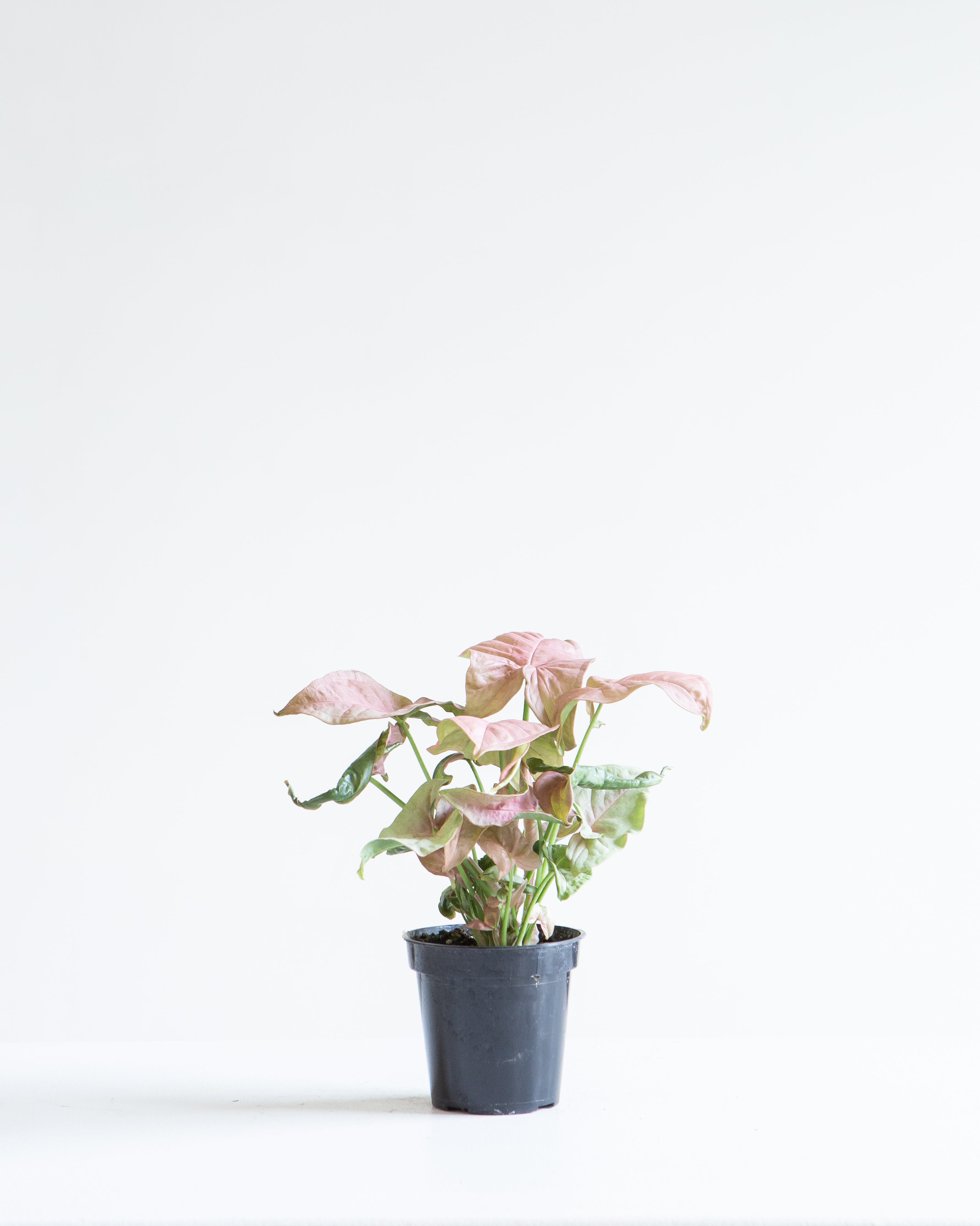 SYNGONIUM 'NEON ROSE' 4" Grower Pot