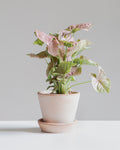 SYNGONIUM 'NEON ROSE' 4" Grower Pot