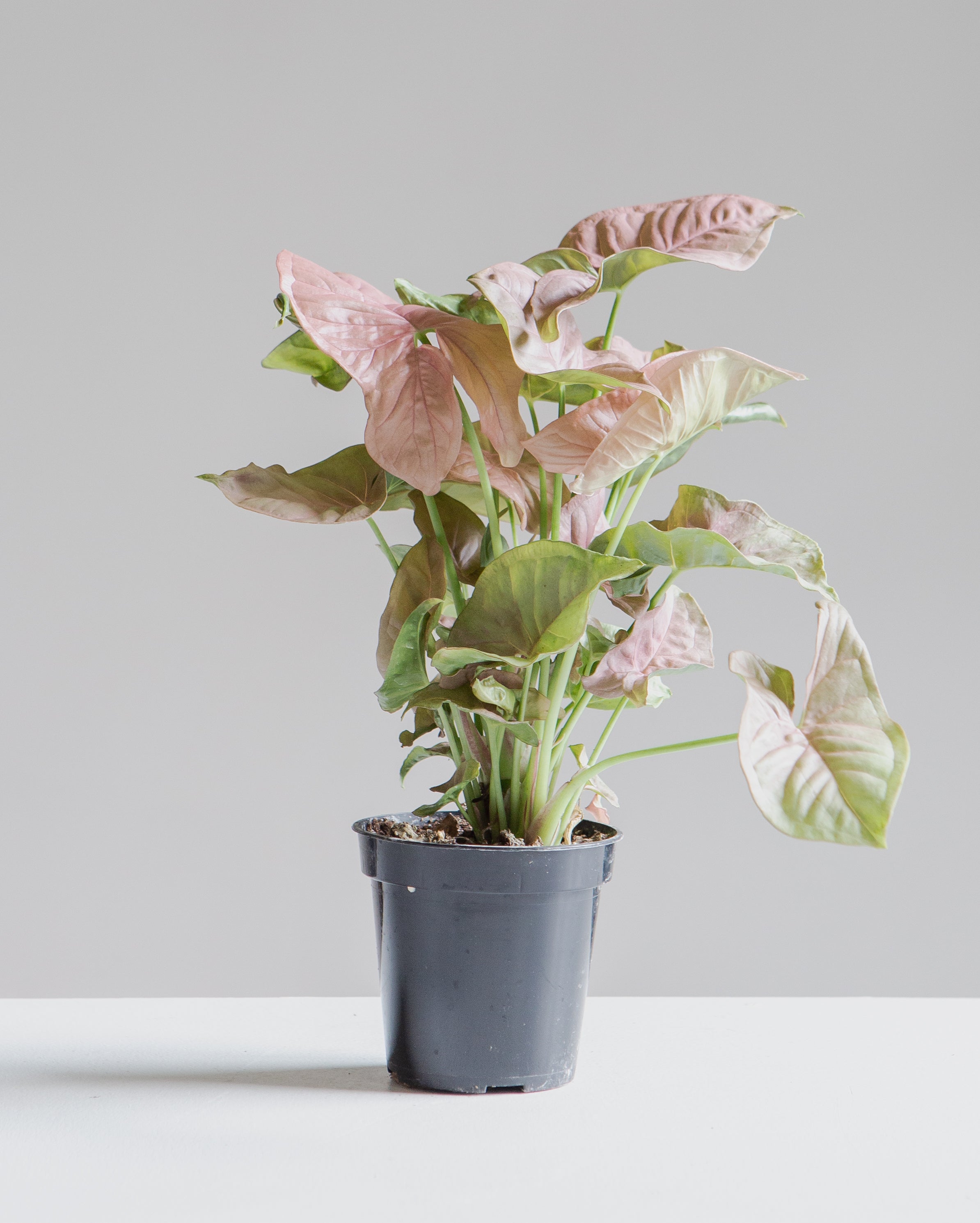 SYNGONIUM 'NEON ROSE' 4" Grower Pot