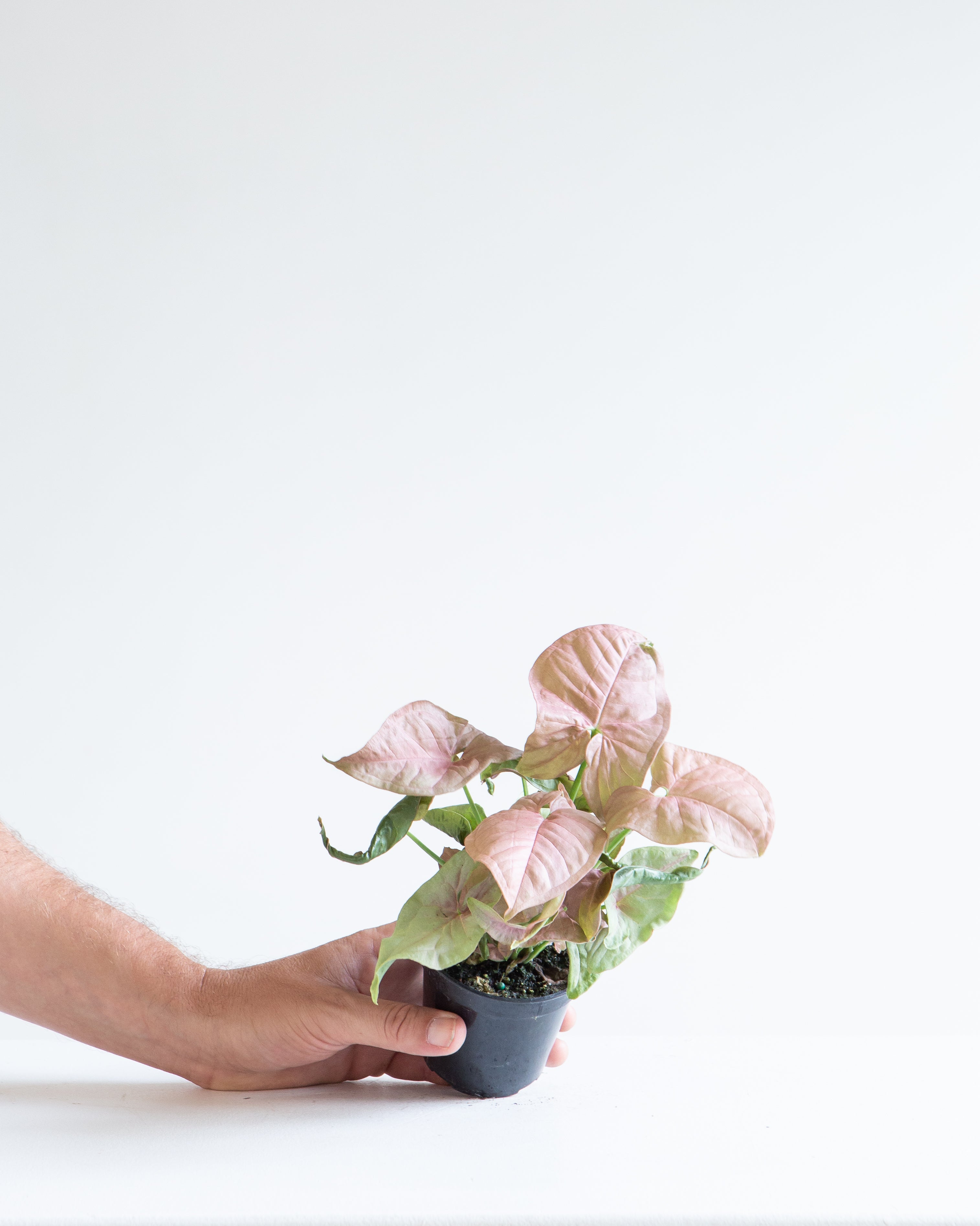 SYNGONIUM 'NEON ROSE' 4" Grower Pot