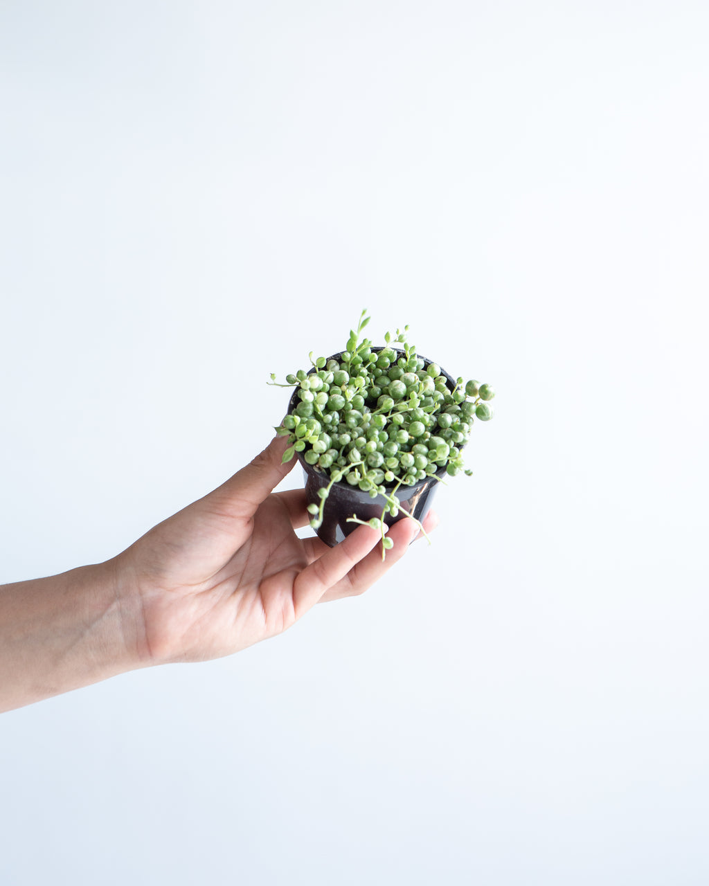 Variegated String of Pearls: Curio rowleyanus - 4 inch pot