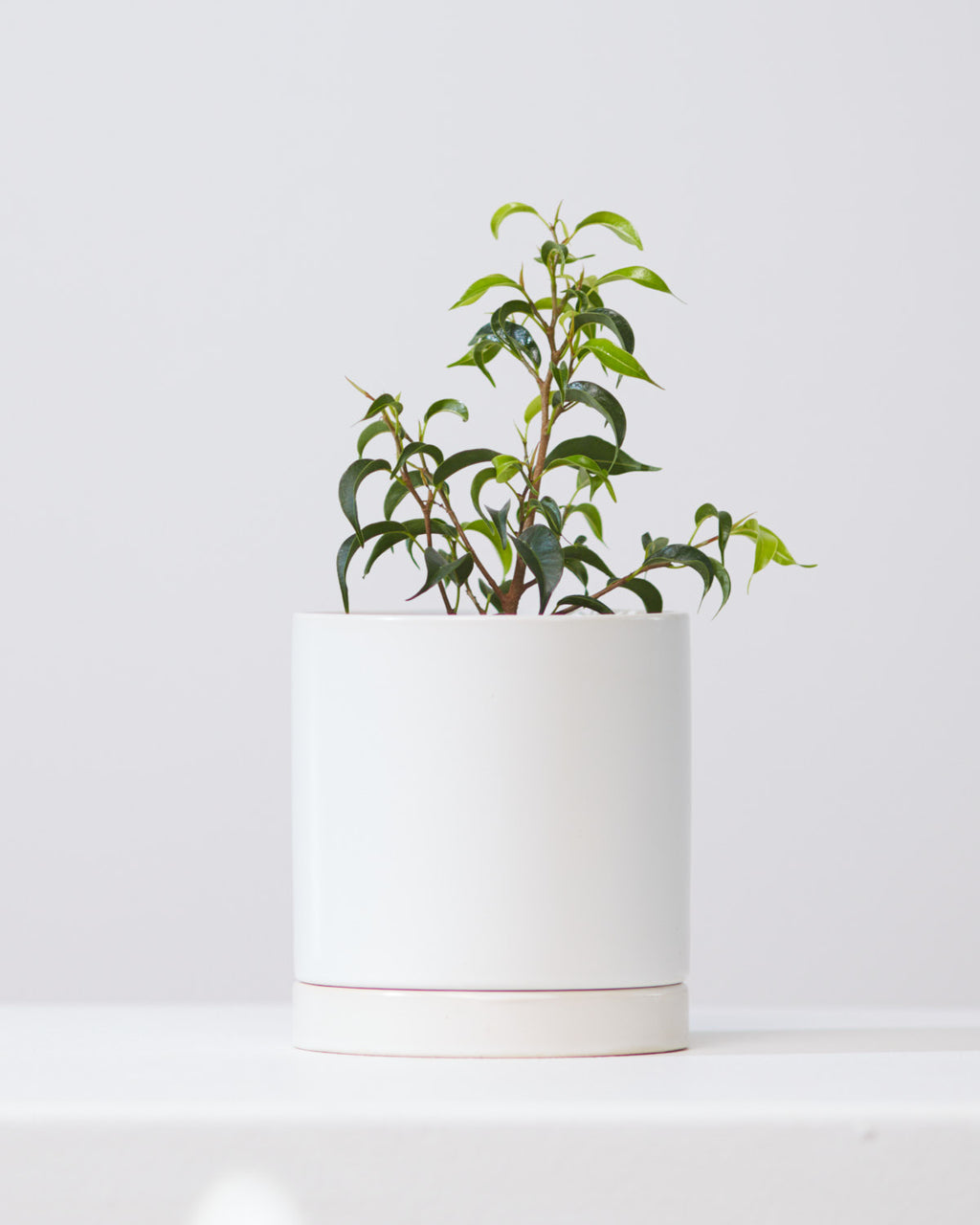 Romey Ceramic Pot with Drainage and Tray | 4 inch Diameter