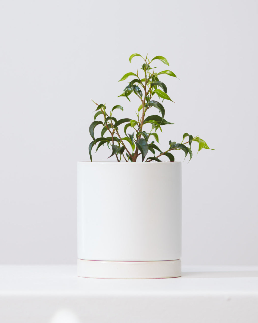 ROMEY PLANTER White Small 4.25 X 4.75 Inch