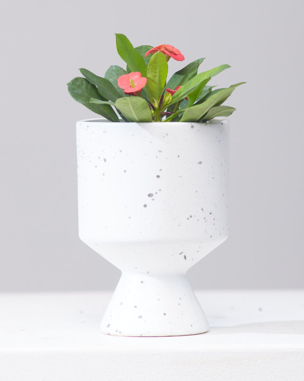 CROWN OF THORNS 5" Grower Pot