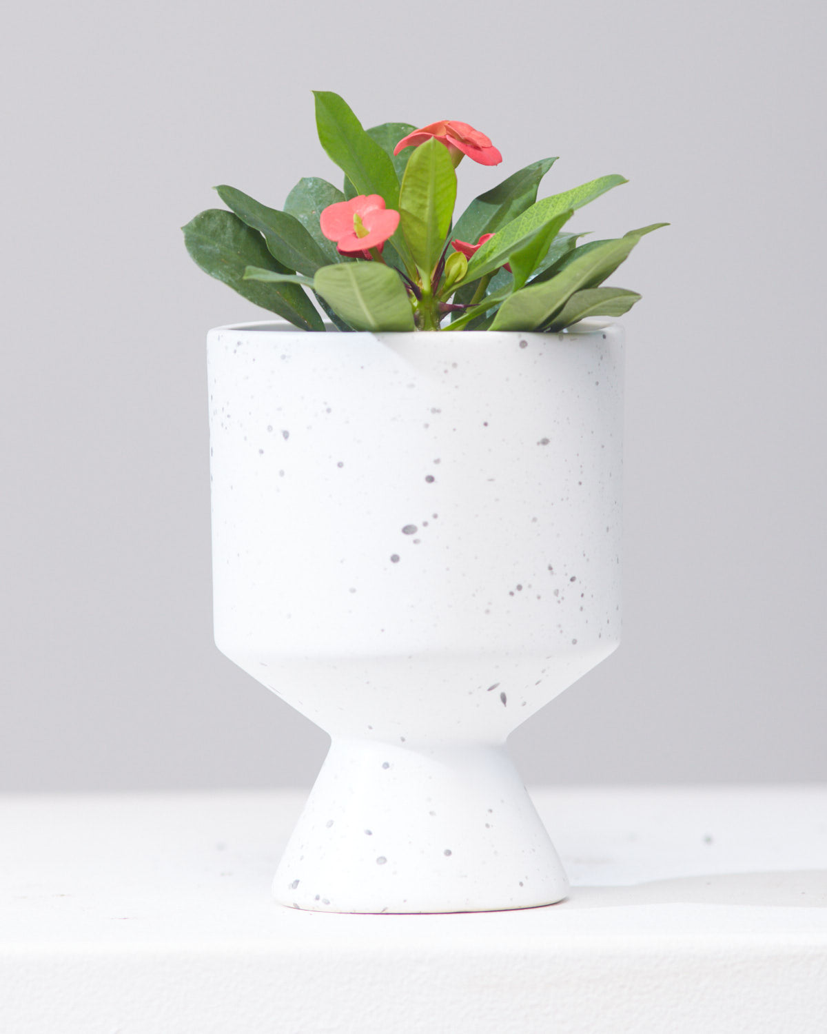 CROWN OF THORNS 5" Grower Pot