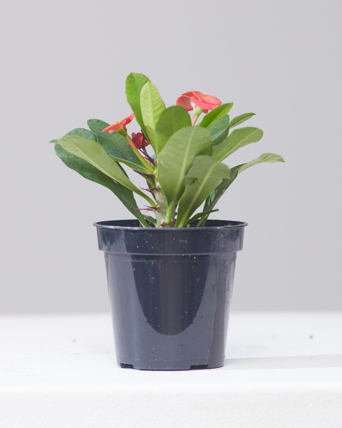 CROWN OF THORNS 5" Grower Pot
