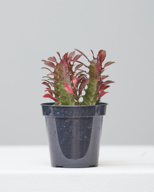 Red African Milk Tree Cactus: Euphorbia trigona - 4 inch pot