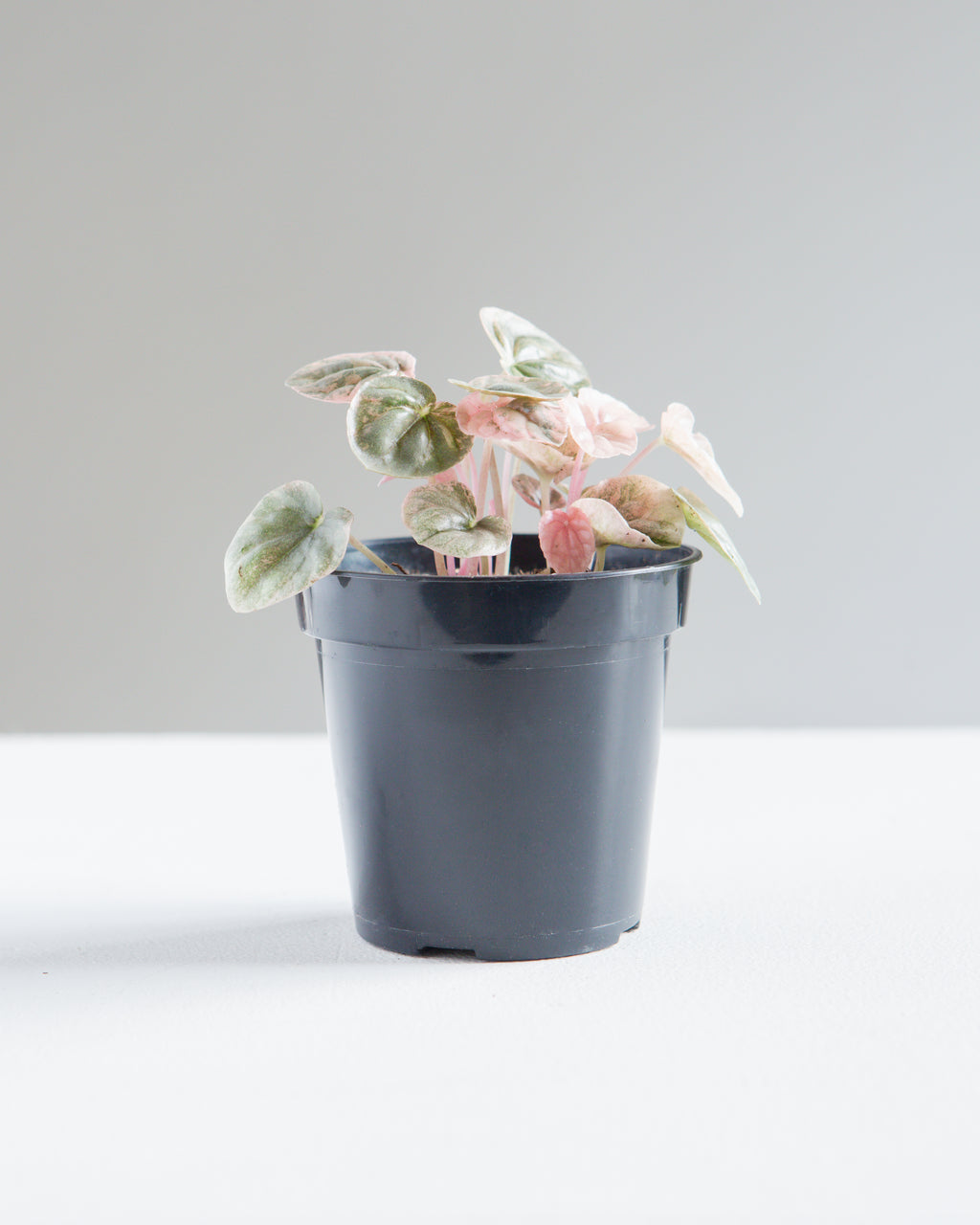 PEPEROMIA 'PINK LADY' 3.5" Grower Pot