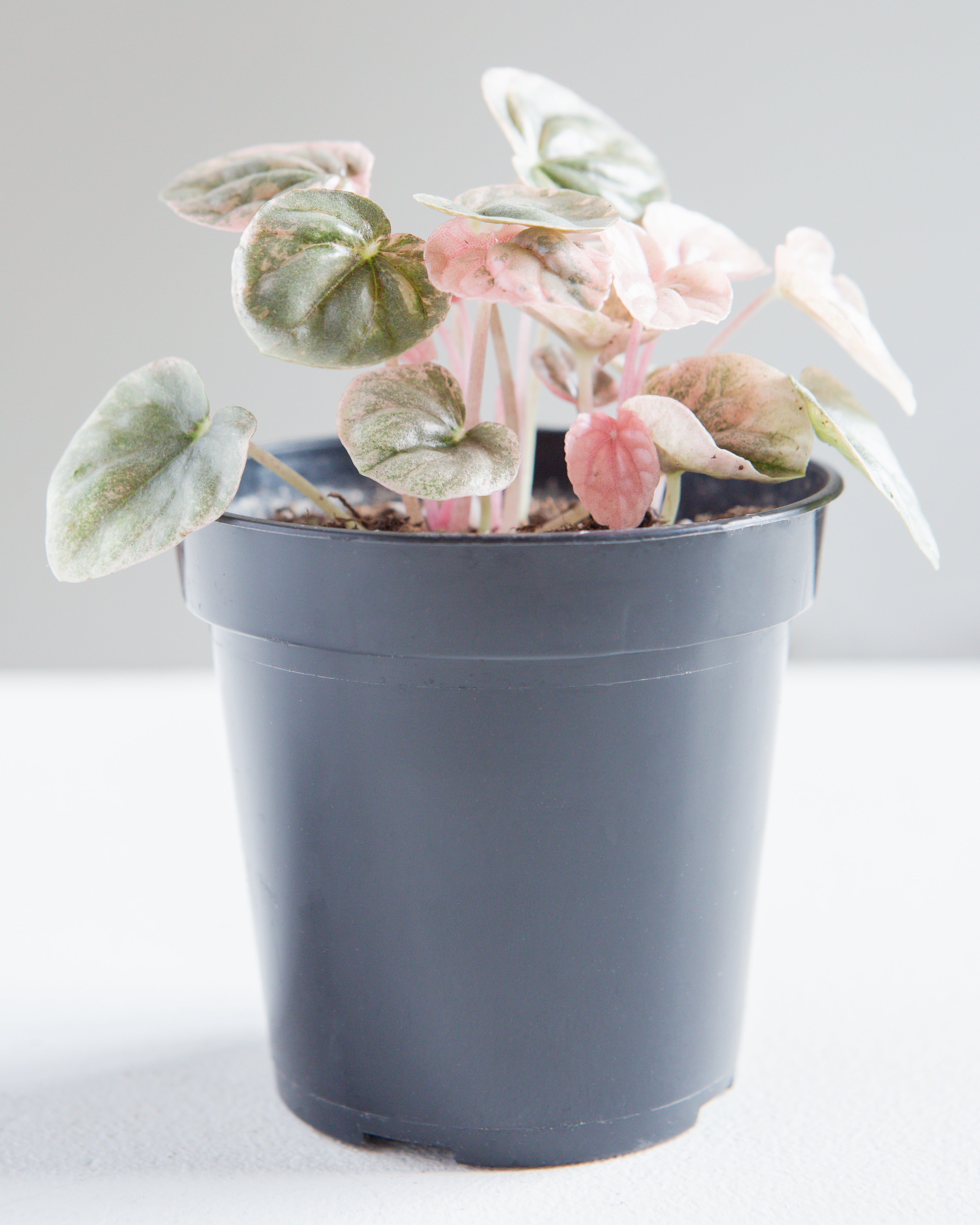 PEPEROMIA 'PINK LADY' 3.5" Grower Pot